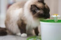 Langharige kat drinkt uit een groene waterfontein