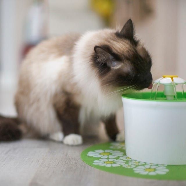 Langharige kat drinkt uit een groene waterfontein