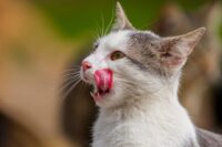 Close-up van een kat die met zijn tong over zijn neus likt