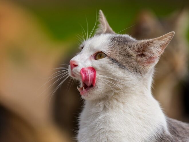 Close-up van een kat die met zijn tong over zijn neus likt