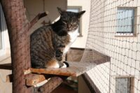 Gestreepte kat op een houten plank achter een veilig balkonnet