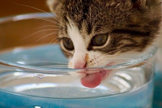 Katje likt water uit een glazen kom
