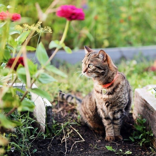 Gestreepte kat verkent planten in een omheinde tuin