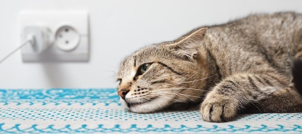 Gestreepte kat ligt alert ogend op een blauw-wit kleed