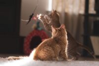 Twee katten kijken naar een bungelend speeltje in een zonnige kamer