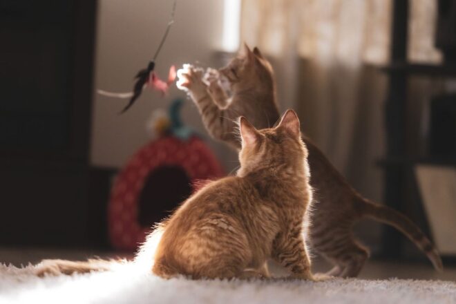 Twee katten kijken naar een bungelend speeltje in een zonnige kamer