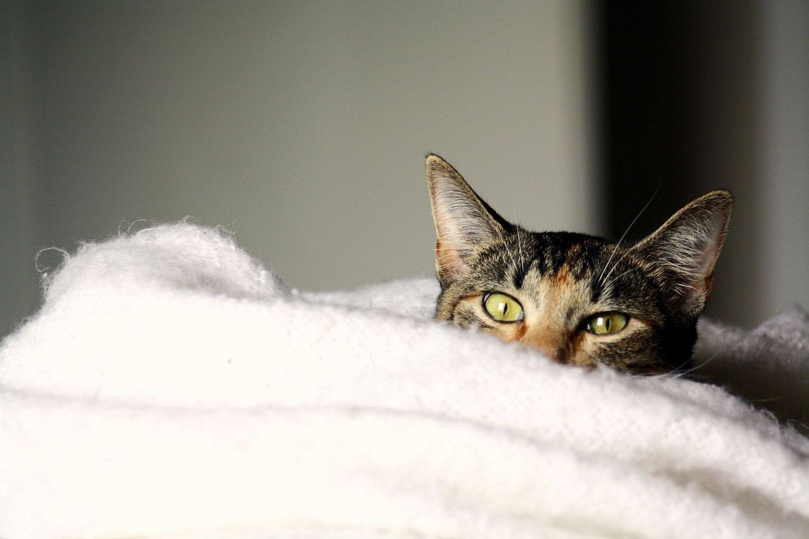 Gestreepte kat kijkt over een zachte witte deken heen